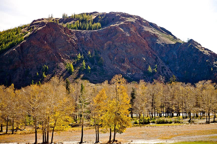 fák, hegyek, szikla, ősz, Altai
