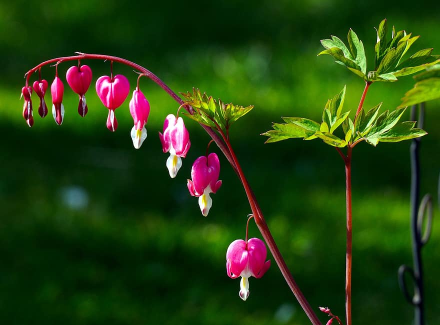 květiny, krvácející srdce, jaro, Příroda