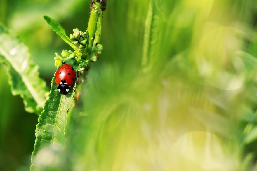 marihøne, insekt, ladybird beetle, bille, rød bille, stiplede, Prikket bille, natur, blad, fauna, dyr