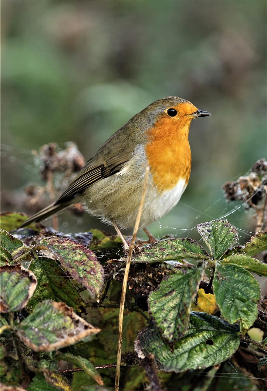 robin redbreast, πουλί, ζώο, κοκκινολαίμης, ευρωπαϊκό robin, άγρια ​​ζωή, πανίδα, φύση, ζωικού κόσμου, σκαρφαλωμένο