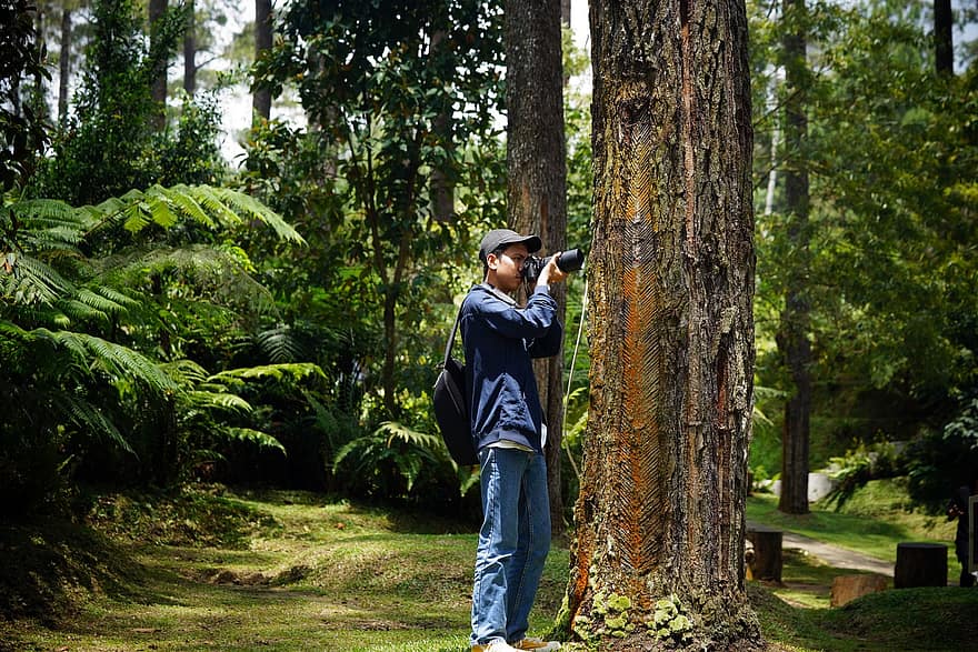 Střílení, fotograf, les, Příroda, stromy, Fotoaparát, venkovní