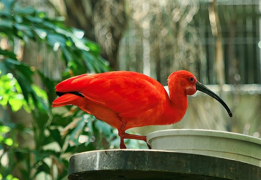 uccello, esotico, ibis scarlatto, uccello rosso, tropicale, natura