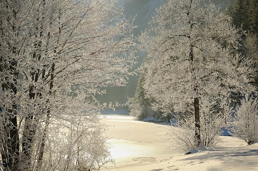 natura, inverno, stagione, alberi, foresta, boschi, natura selvaggia, all'aperto, invernale, albero, la neve