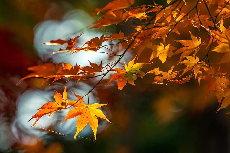 もみじ、葉、秋、ブランチ、木、Acer Palmatum、自然、閉じる