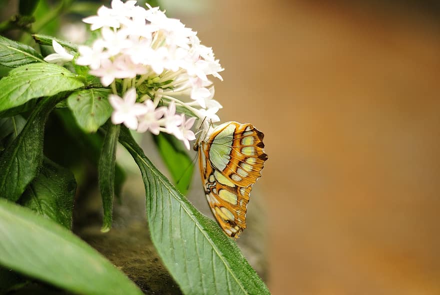 пеперуда, насекомо, буболечка, крила, цветя, листа, растения, природа