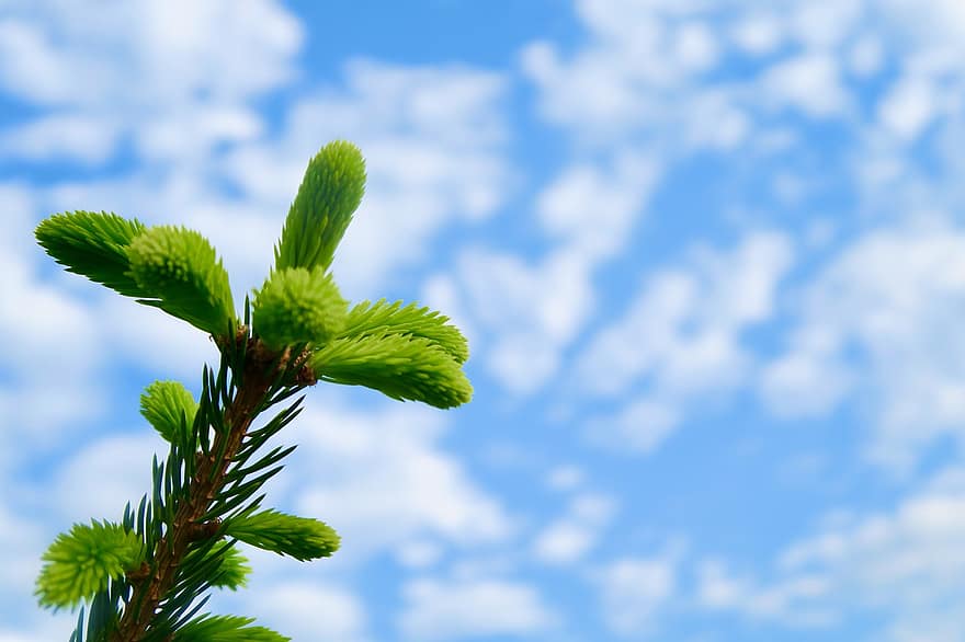 Pine Tree, Branch, Sky, Background, Clouds, Pine Needles, Tree, Conifer, Evergreen, green color, plant