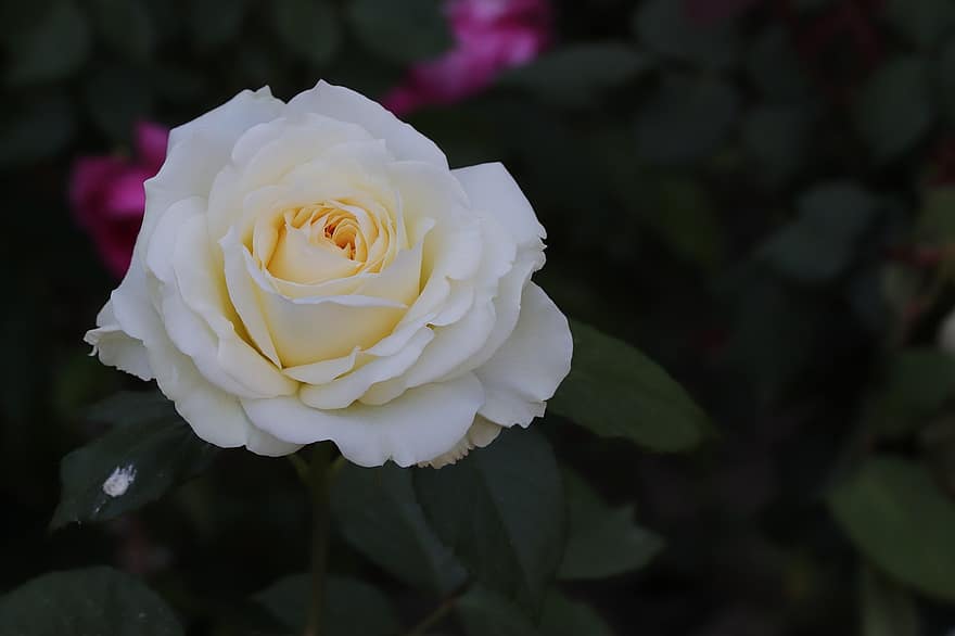 роза, цвете, пружина, растение, бяла роза, бяло цвете, разцвет, пролетно цвете, градина, природа, венчелистче