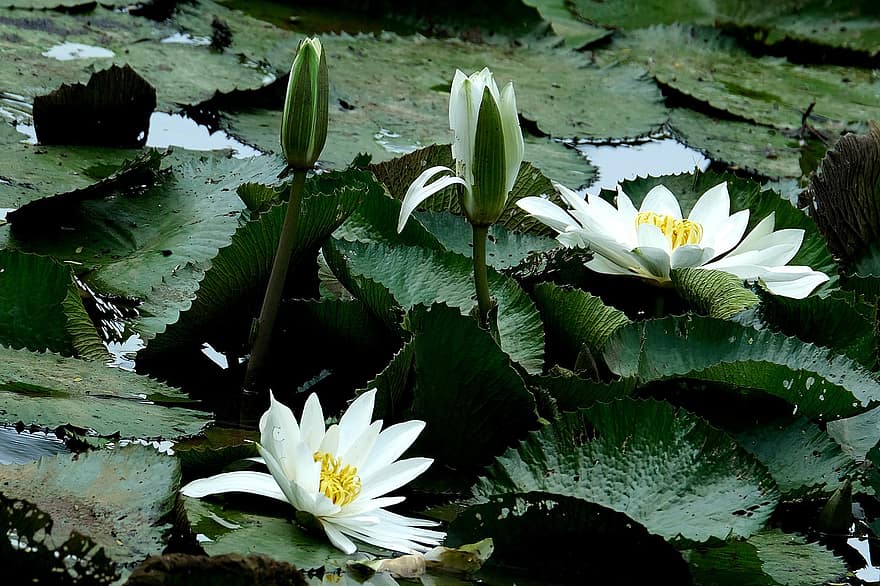 lilie wodne, kwiaty, białe kwiaty, płatki, białe płatki, kwiat, kwitnąć, roślina wodna, flora
