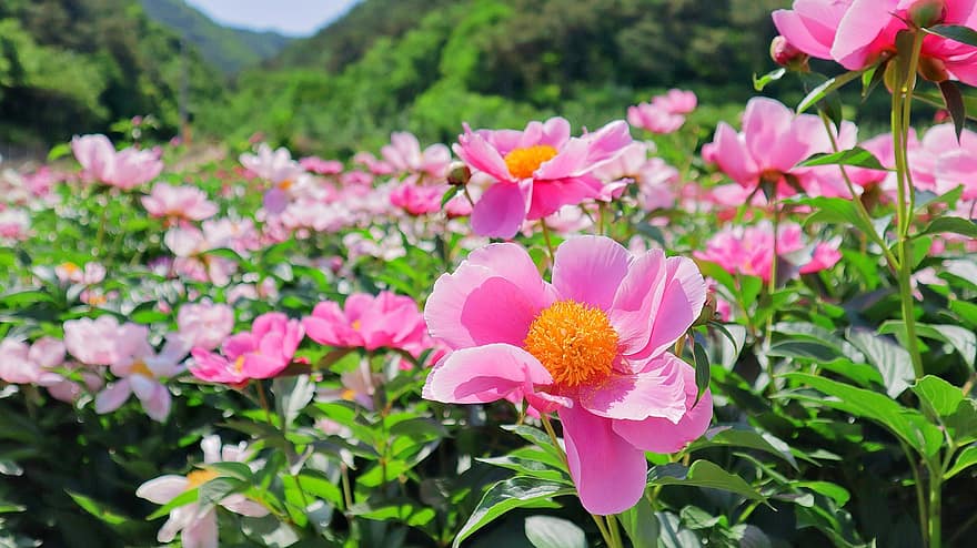 virágok, növények, peonies, bazsarózsa virágok, virágos kert, Namseon, Namseon-myeon