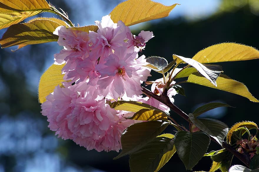 フラワーズ、桜、庭園、葉、ピンクの花びら、花びら、咲く、花、フローラ、春の花、自然