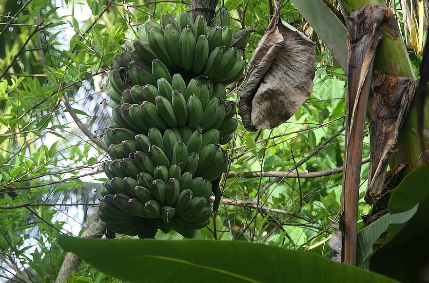 hedelmä, banaanit, trooppinen, luonto, sato, Puut, Aasia, tuore, tuottaa, puun lehti, kasvi