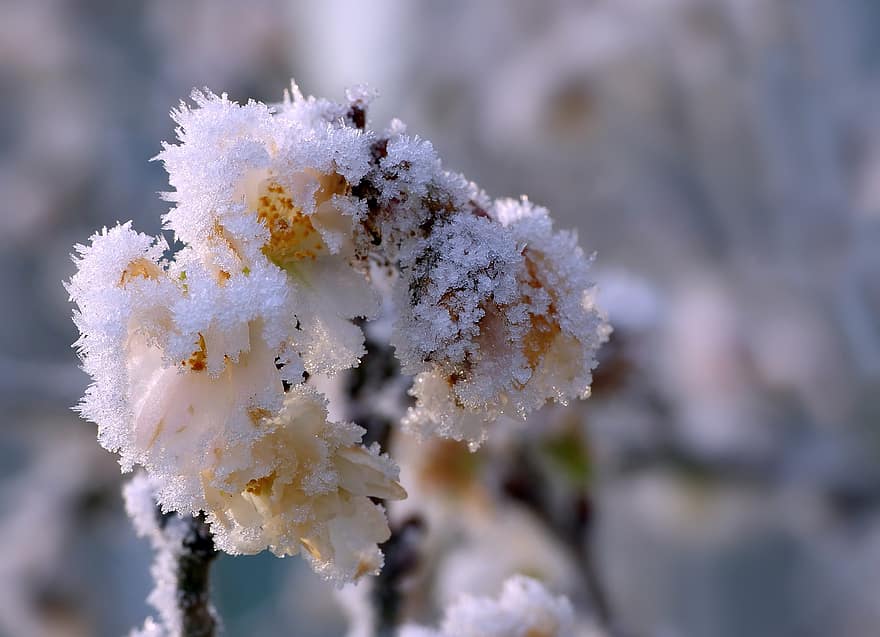 Blossoms, Cherry Blossoms, Frost, Hoarfrost, Winter, Nature, Bloom, close-up, leaf, plant, season