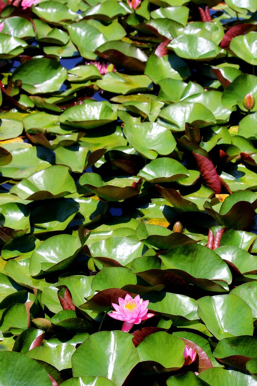 lotus, lotus vijver, vijver, waterlelies, Waterlelie, bloemen, natuur, planten, vijverplanten, Lotus blad, zomer