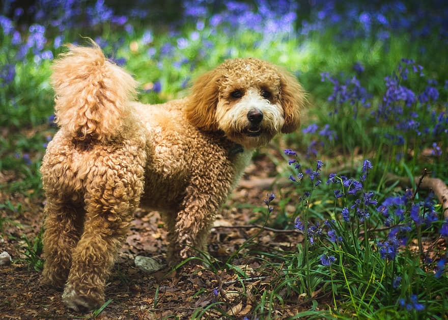 kutya, Cavapoochon, harangvirág, cavapoo, erdő, természet, tavaszi, Anglia, Surrey, fák, rét
