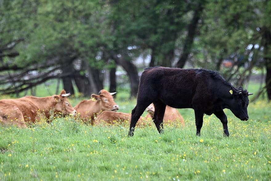 vaques, ramat, banyes, vedella, pastures, terra, prat, herba, bullock, toro, carn