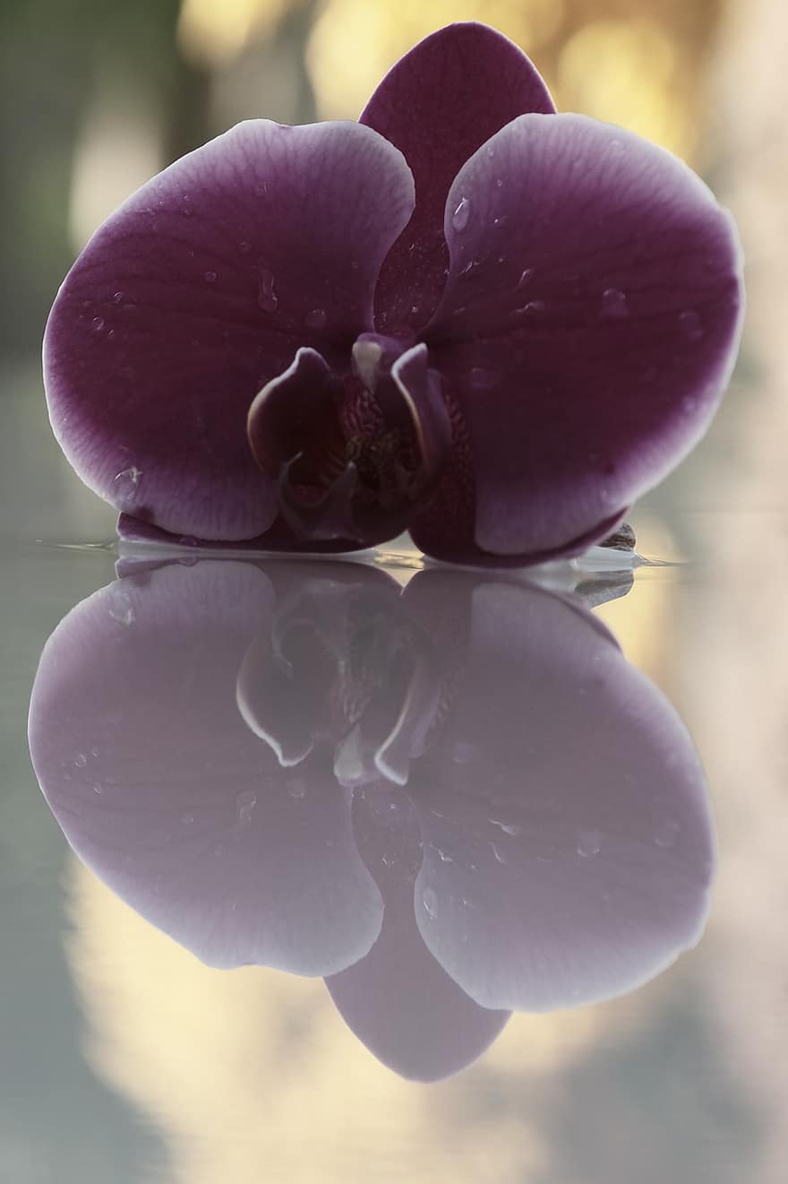 орхидея, цветок, роса, мокрый, завод, фиолетовый цветок, лепестки, цветение, капли росы, капли дождя, отражение