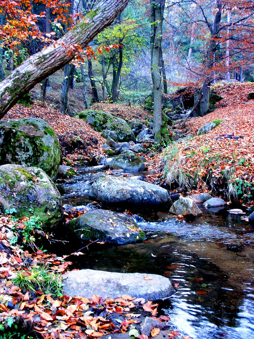srautas, ruduo, sezoną, pobūdį, sodas, lauke, akmenys, medžiai, lapai