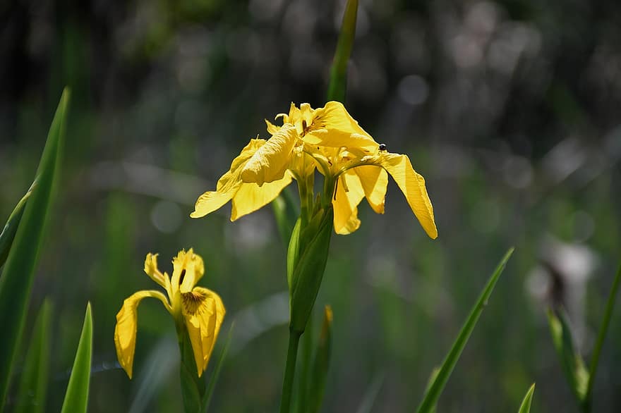 gul iris, blomster, anlegg, petals, blomst, flora, natur, gul, nærbilde, sommer, grønn farge