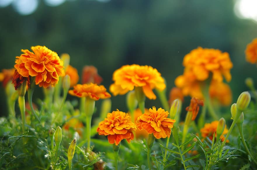 Ringelblumen, Blumen, Garten, orange Blumen, Blütenblätter, orange Blütenblätter, blühen, Flora, Pflanzen