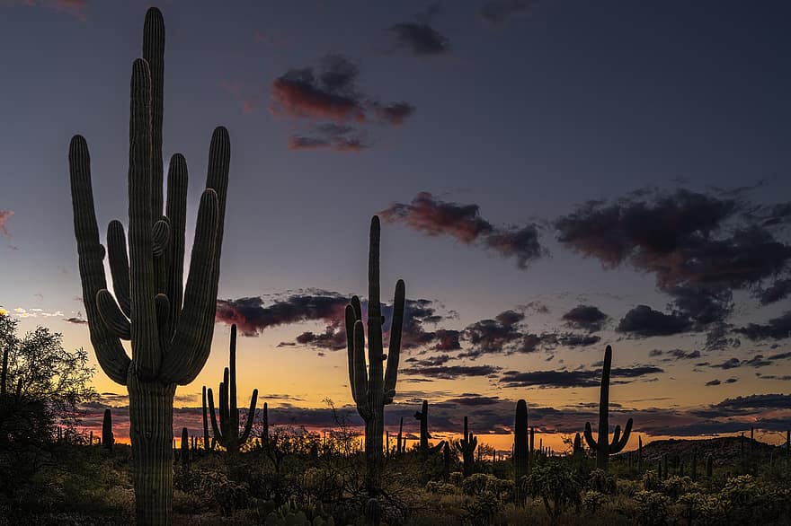 пустинен, кактус, здрач, залез, Сагуаро, САЩ, Аризона, пейзаж, Tucson