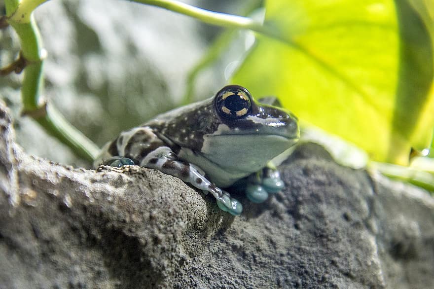 Амазонска млечна жаба, хидроплан, животно, жаба, дивата природа, рок, природа