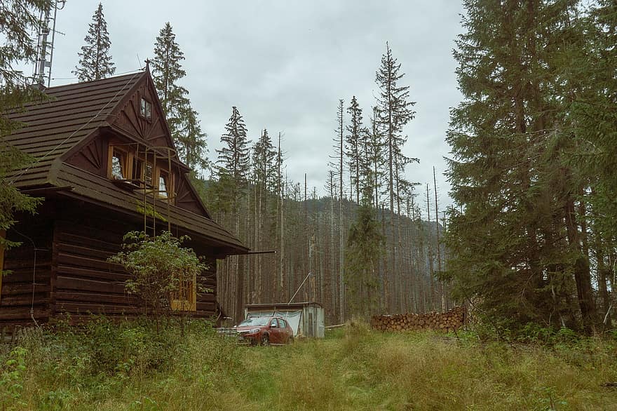 ház, kabin, erdő, fák, fa, régi, természet