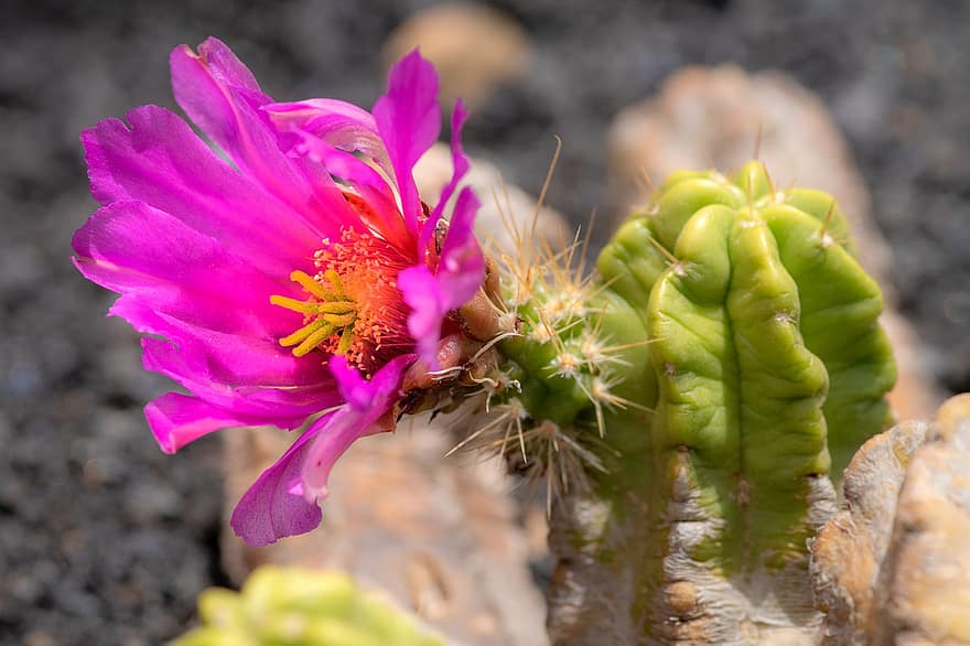cactus, bloem, sappig, bloesem, bloeien, flora, detailopname