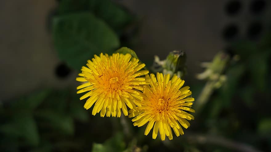 Flowers, Dandelion, Plant, Yellow, Gold, green color, close-up, summer, flower, grass, macro