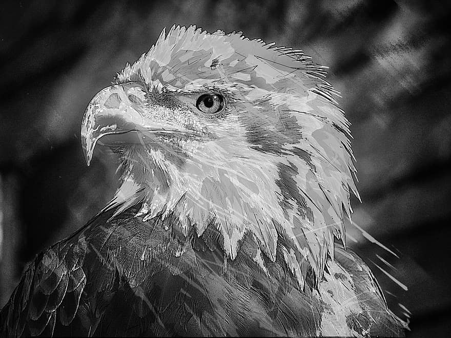 белоголовый орлан, орел, раптор, клюв, перья, животное, охотник, хищник, природа, живая природа, голова