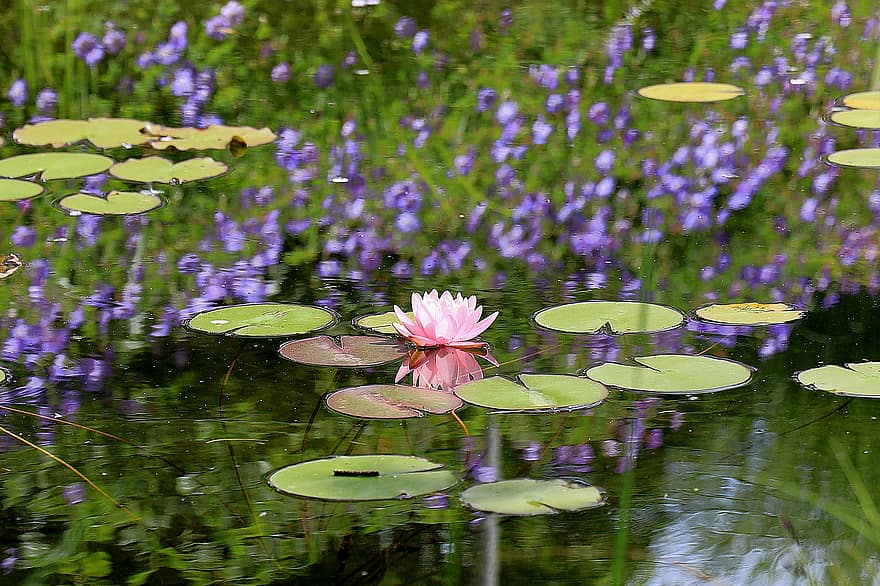 Teich, Seerose, blühen, Wasserpflanze, Rosa, Blütenblätter