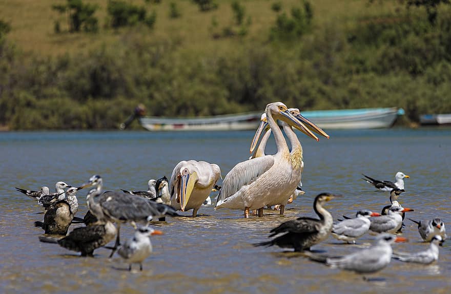 pelikaner, fåglar, djur, hav, ornitologi