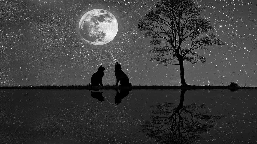 drzewo, księżyc, pies, kot