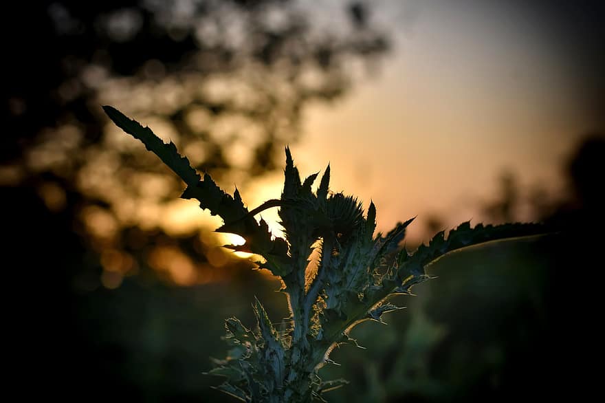 Thistle, Nature, Sunset, Belarus, summer, plant, leaf, close-up, sunlight, yellow, silhouette