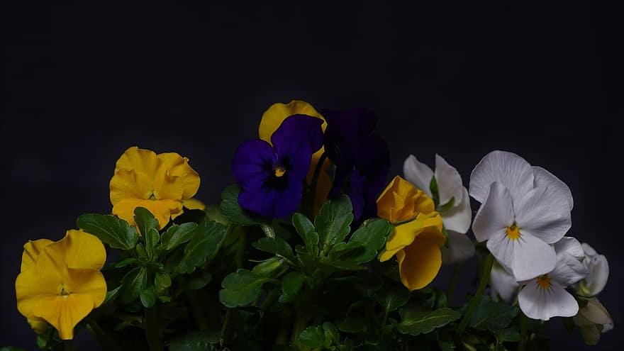 Pansy, Black Background, Flowers, Plant, Blossom, Bloom, Spring, Beauty, Spring Flowers, Early Bloomer, Spring Awakening