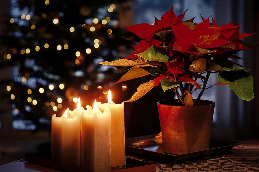 Kerzen, Kerzenlicht, Advent, Weihnachtsstern, Weihnachtsbaum, Beleuchtung, dekorativ