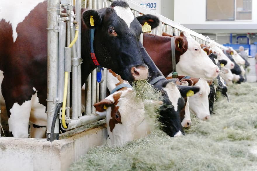 крави, говеда, стабилен, животно, краварник, сено, производство на мляко, бозайник, добитък, ферма, крава