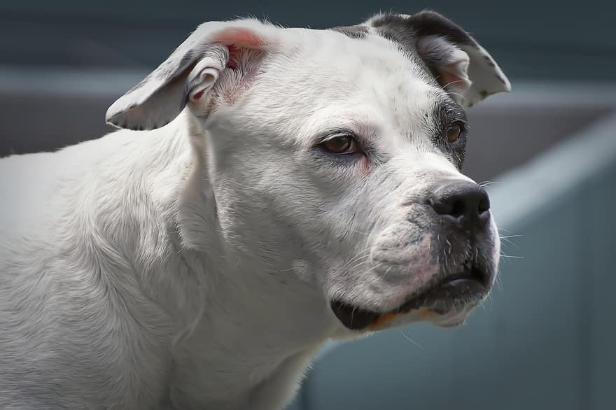 Stafford Mongrel, gos, blanc i negre, animal, mascota, retrat, musell, nas, ulls, carrera, retrat animal
