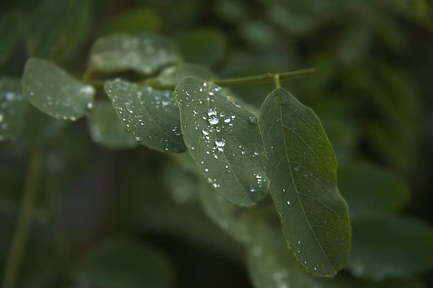빗방울, 아카시아 잎, 잎