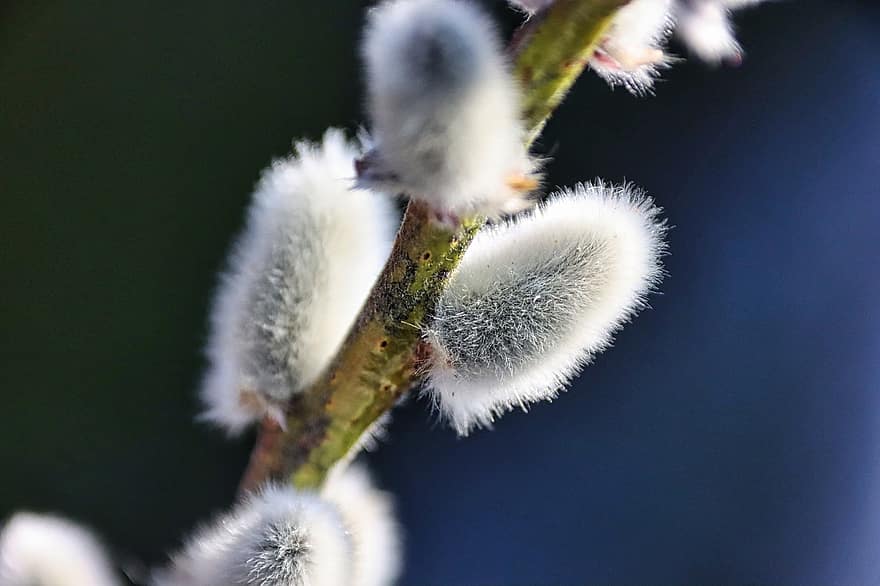 Willow Catkins, Kitty Willow, Plant, Spring, Pasture, Macro, Garden, close-up, springtime, branch, flower