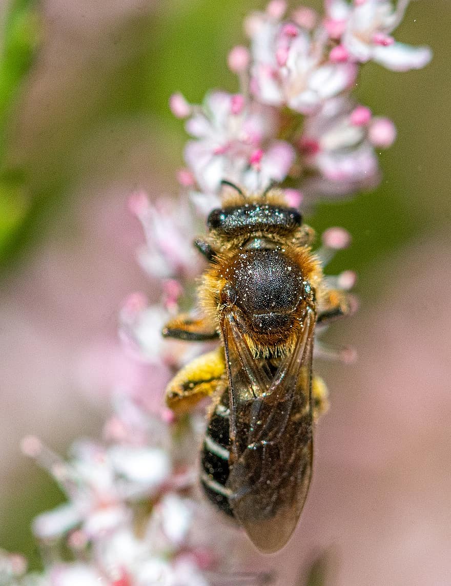 medus bite, apputeksnēšana, bite, tuvplāns, biškopība, ziedputekšņi, makro, hymenoptera, kukaiņi, dzīvnieku pasauli, fauna