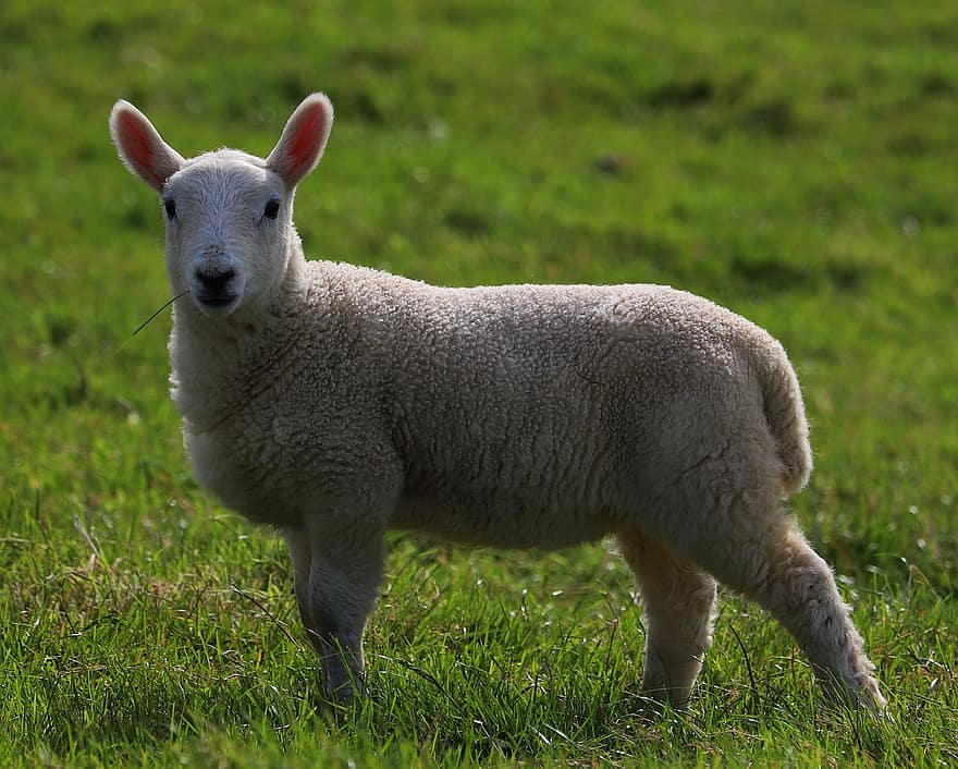 agneau, mouton, ovin, printemps, campagne, la nature, herbe, agriculture, gallois, ferme, bétail