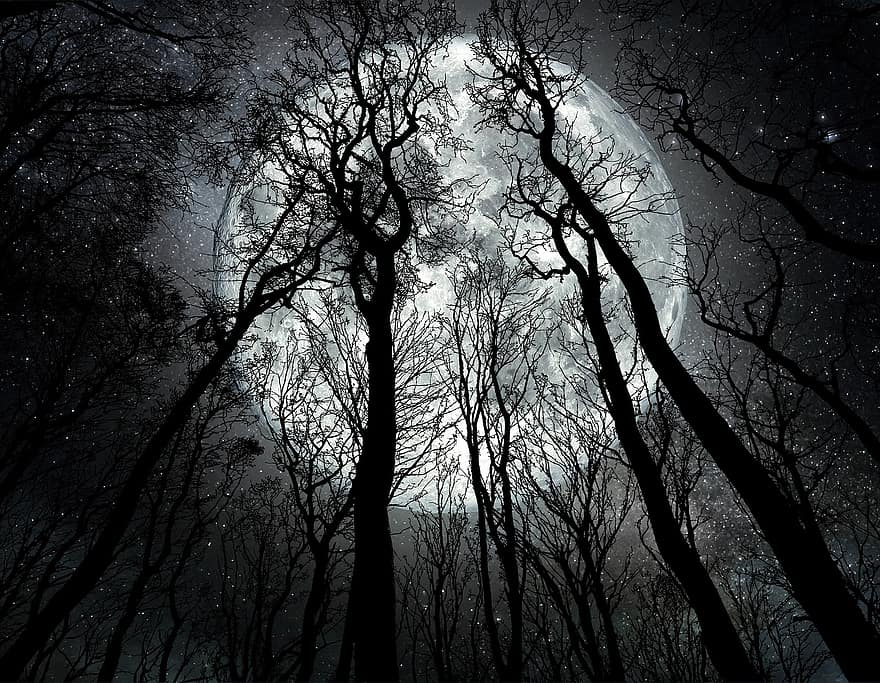 Luna, arboles, bosque, lunar, Luna llena, naturaleza, árbol, rama, escalofriante, silueta, oscuro