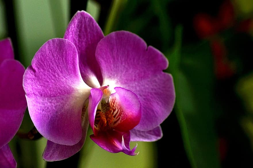 orchidee, bloem, fabriek, paarse bloem, bloemblaadjes, bloeien, bloesem, flora, tuin-, natuur, detailopname