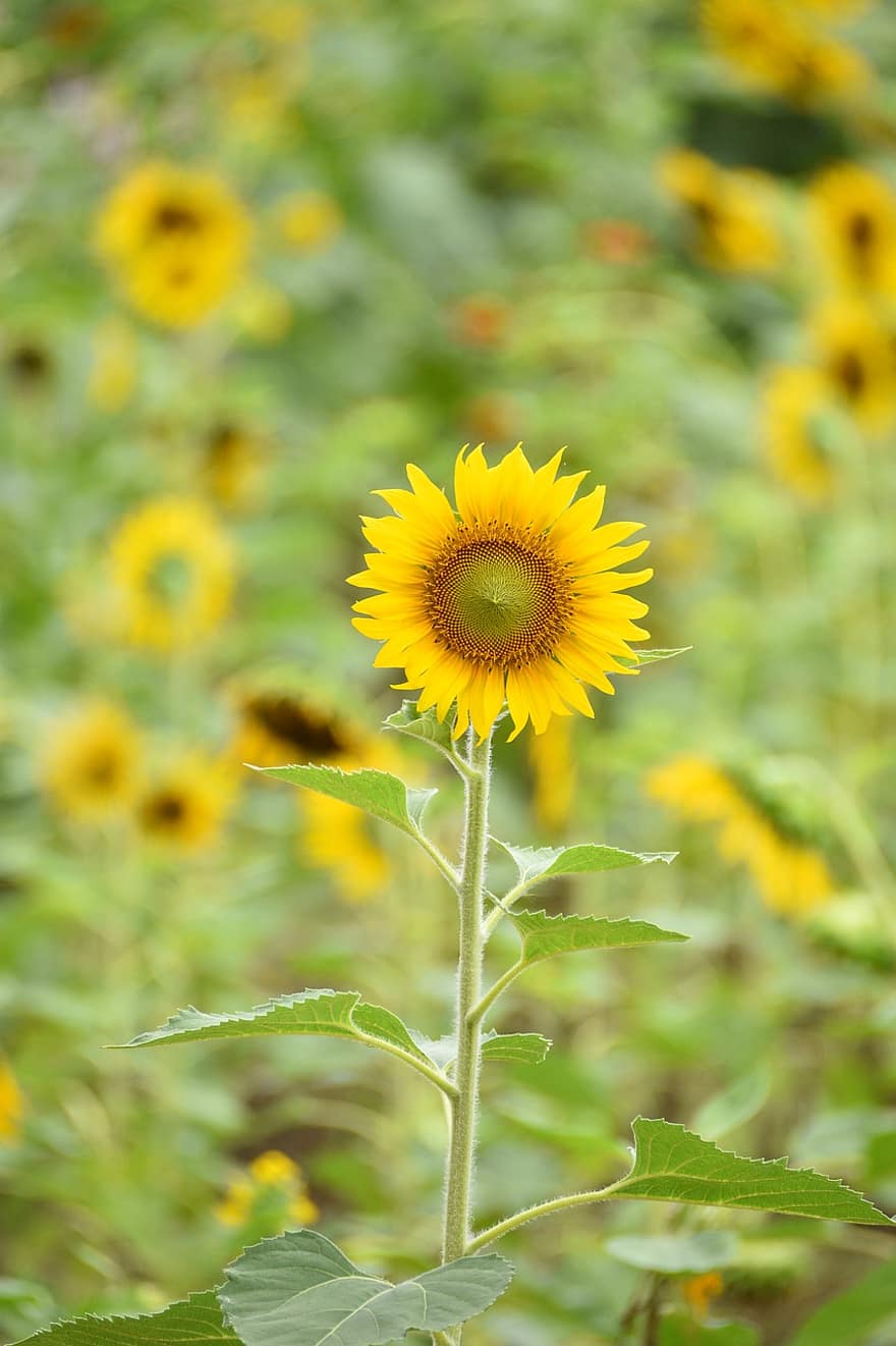 bunga matahari, bunga kuning, menanam, berkembang, mekar, tanaman berbunga, tanaman hias, flora, alam, taman, bidang