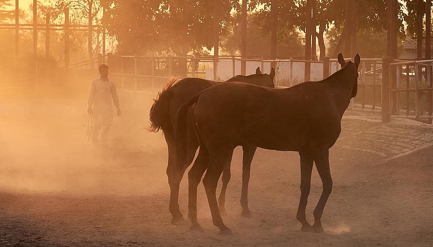заход солнца, лошади, выгон, смеркаться, животные, ранчо, лошадь, ферма, сельская сцена, жеребец, летом