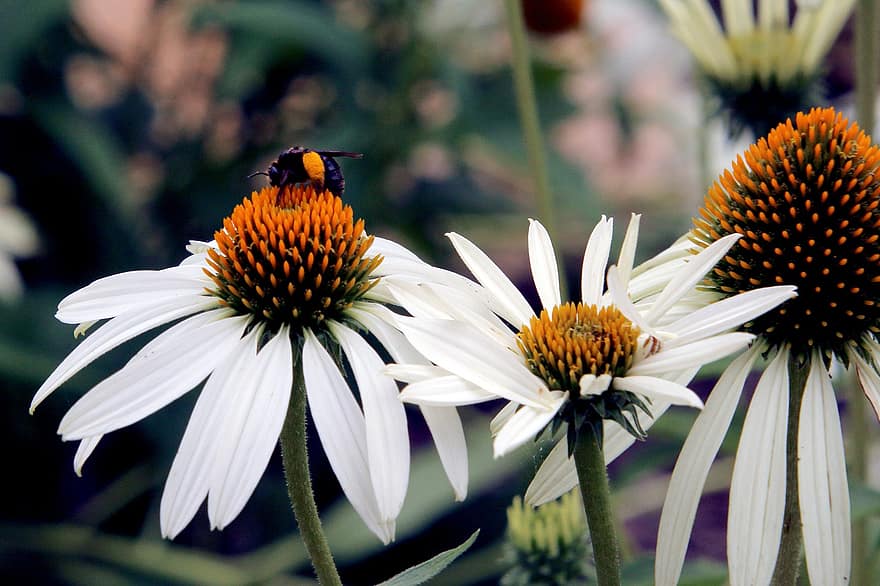 coneflowers, bi, pollen, bestøvning, bestøve, hvide blomster, kronblade, hvide kronblade, flor, blomstre, Hymenoptera