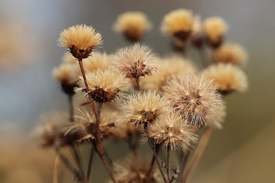 Dried Flowers, Faded, Seeds, Dry, Flowers, Plant, Flora, Nature, Meadow