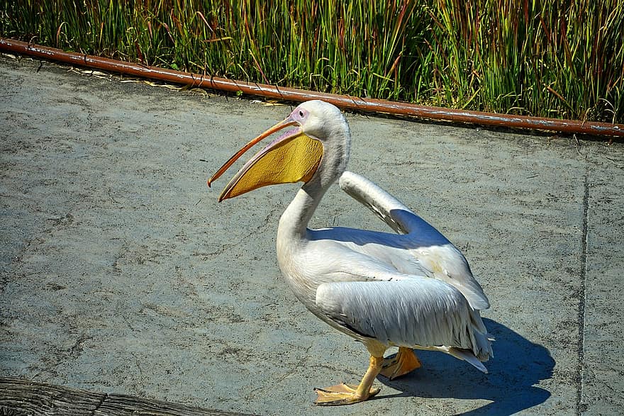 Франция, большой белый пеликан, птица, пеликан, парк, парк птиц
