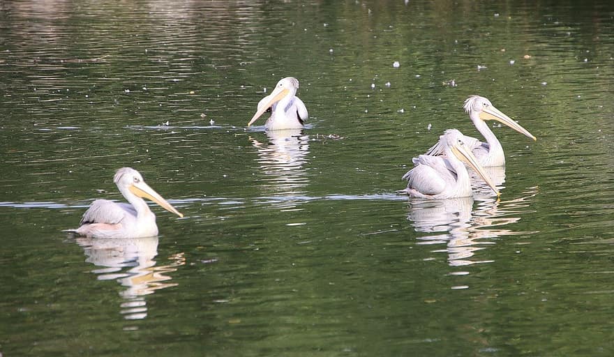 pelicans, ocells, llac, bec, aigua, pelicà, animals a la natura, ploma, estany, blau, estiu