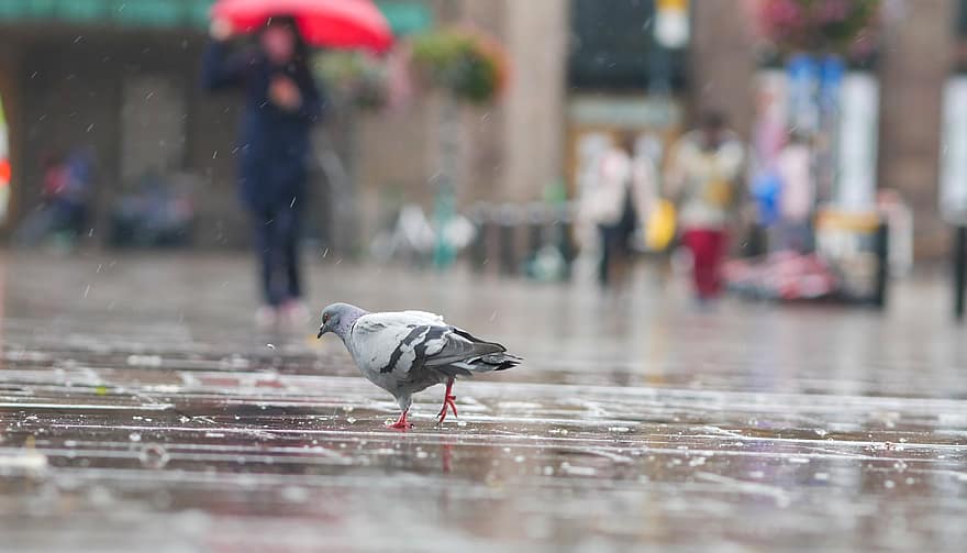 Pombo, pássaro, cidade, rua, dia, chuva, molhado, caminhando, calçada, pavimento, pessoas